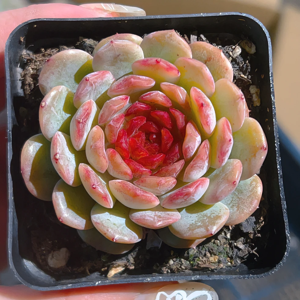 满18元包邮发货（偏远除外）精品多肉植物综合链接（以直播间为准）