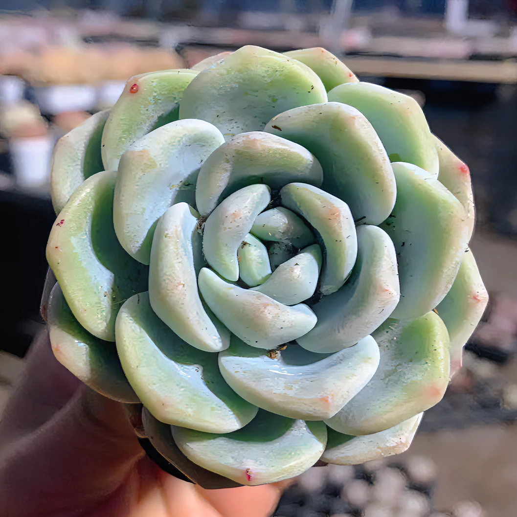 满18包邮发货（偏远除外）福利翡翠冰玉多肉植物（以直播间为准）