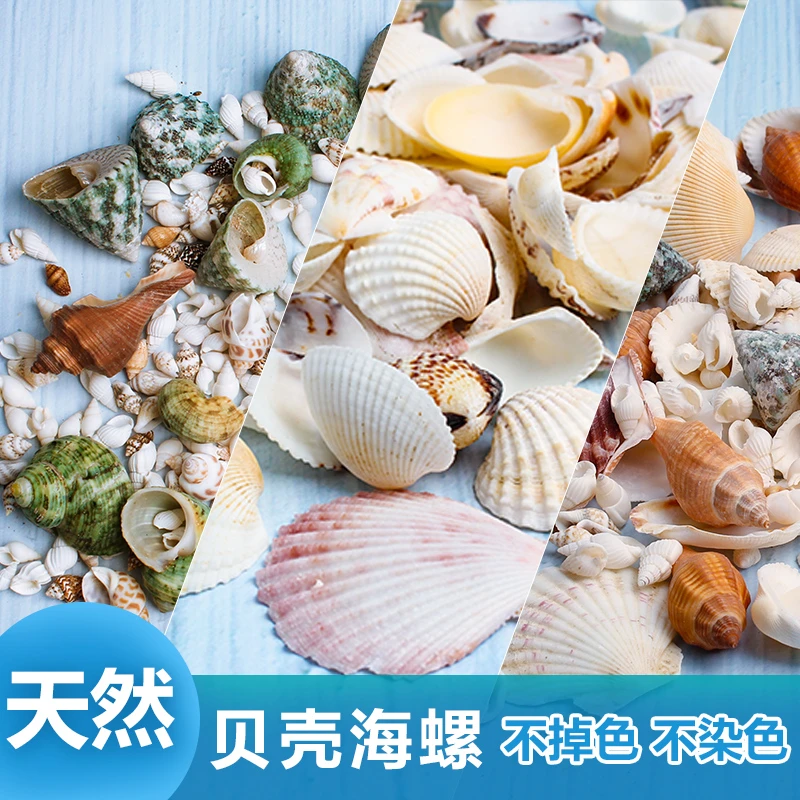 鱼之家天然贝壳海螺海星鱼缸造景打孔漂流瓶装饰卷贝鱼寄居蟹壳