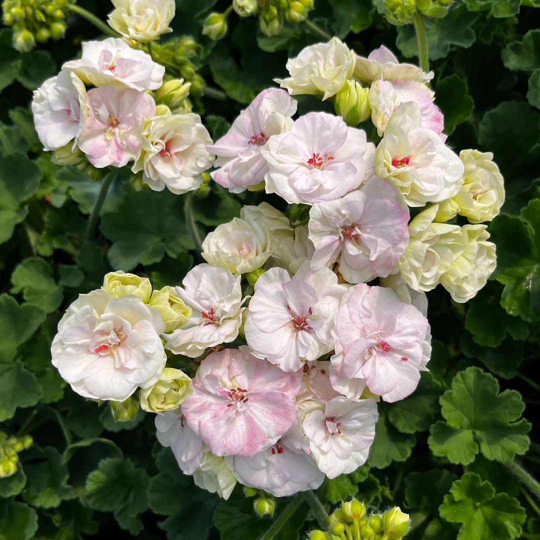 惠惠的花园直立天竺葵 百万岁 大花球四季开花好养庭院盆栽花苗