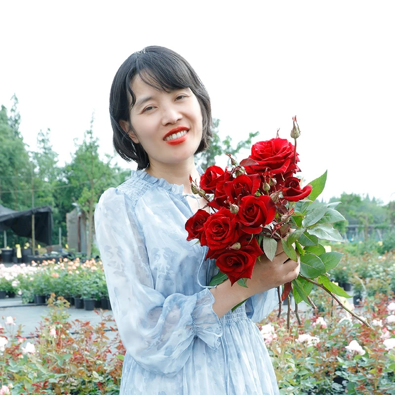 惠惠的花园灌木月季黑魔术勤花大花多季开花阳台庭院