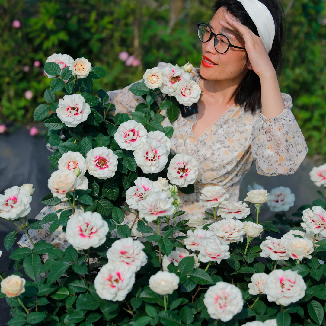 惠惠的花园灌木月季桥边之约 多头开花勤花阳台庭院盆栽月季花苗
