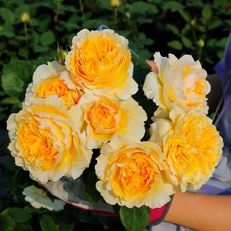 惠惠的花园月季碧翠丝波浪边大花浓香月季花阳台庭院盆栽