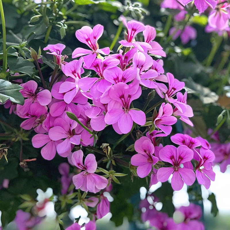 惠惠的花园垂吊天竺葵 冰淡紫 单瓣花卉易爆花淡紫色花卉绿植种植
