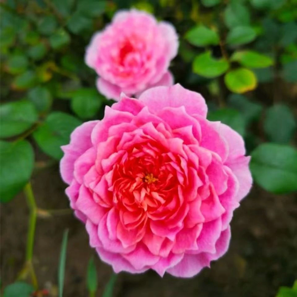 铃之妖精带花苞原盆原土