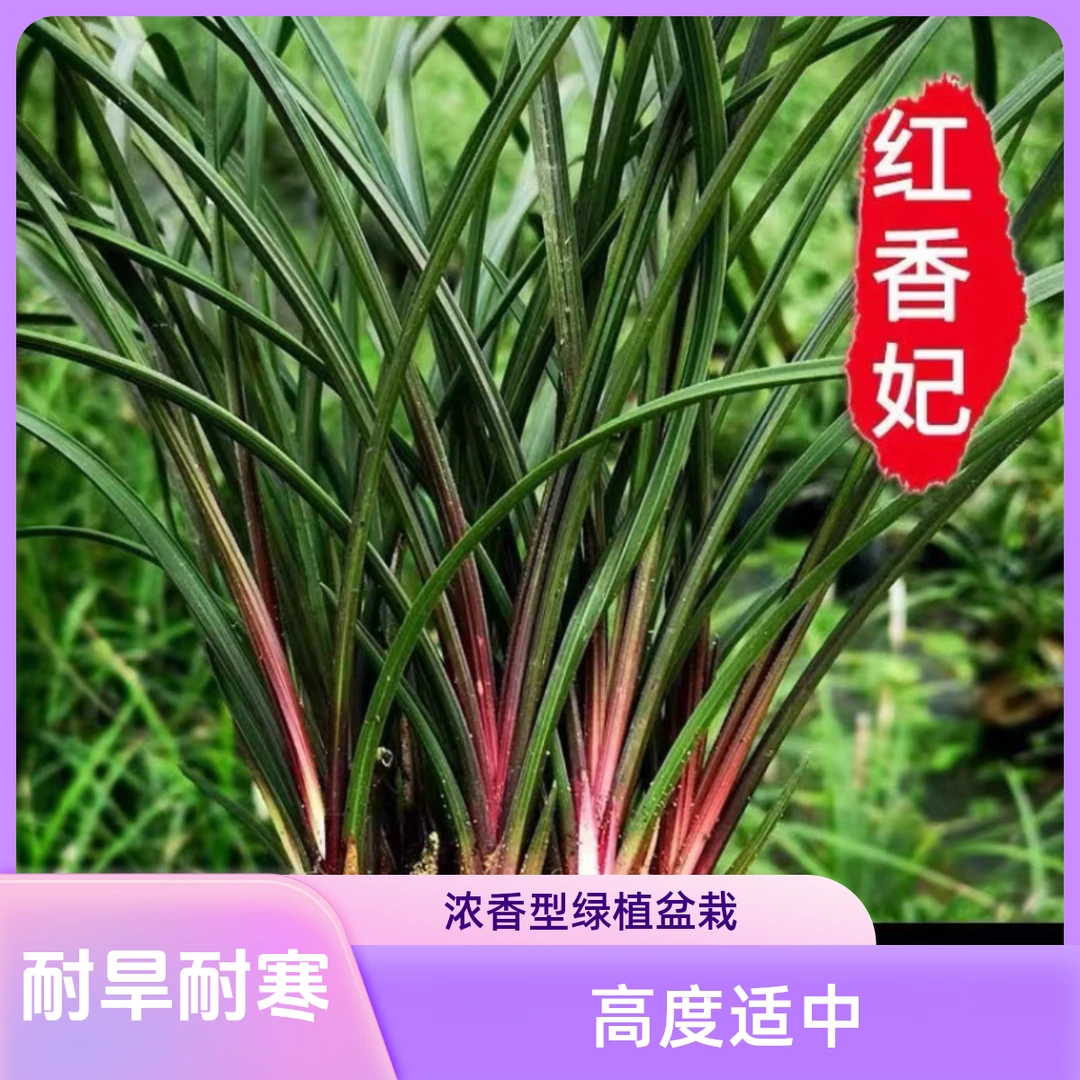 特红兰花蕙兰红香妃浓香型绿植盆栽直发耐热耐寒大红四川名贵兰花