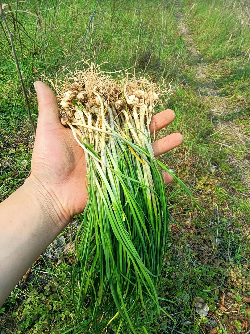 湖北野葱新鲜现挖野山葱野蒜小根蒜苦蒜野小蒜新鲜香葱薤白野胡葱