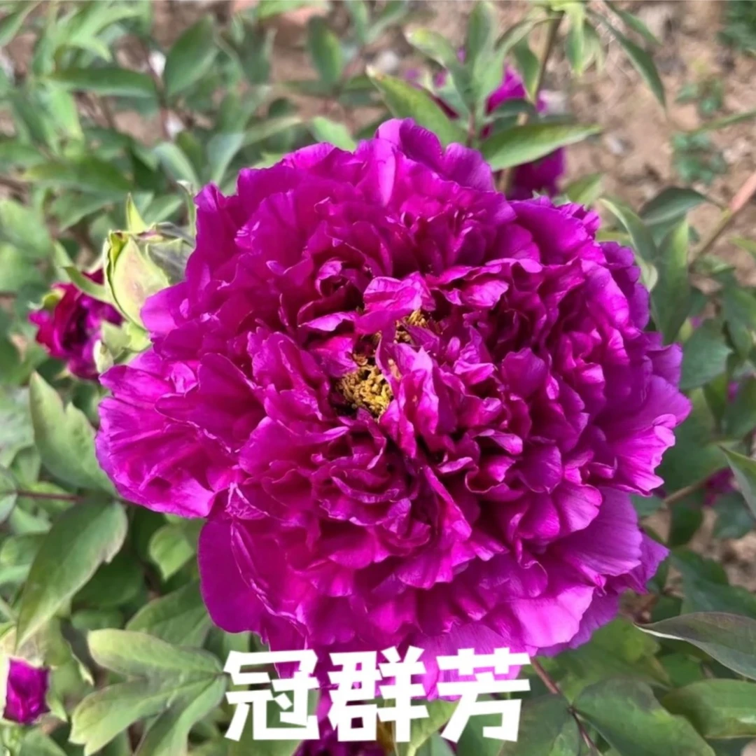群和【冠群芳】洛阳牡丹花苗大苗盆栽带盆（黑色系）重瓣庭院花卉