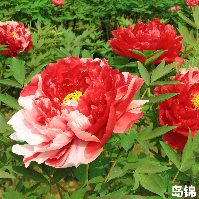 群和【岛锦】洛阳牡丹花苗大苗（复色）重瓣庭院花卉鲜花花卉盆栽