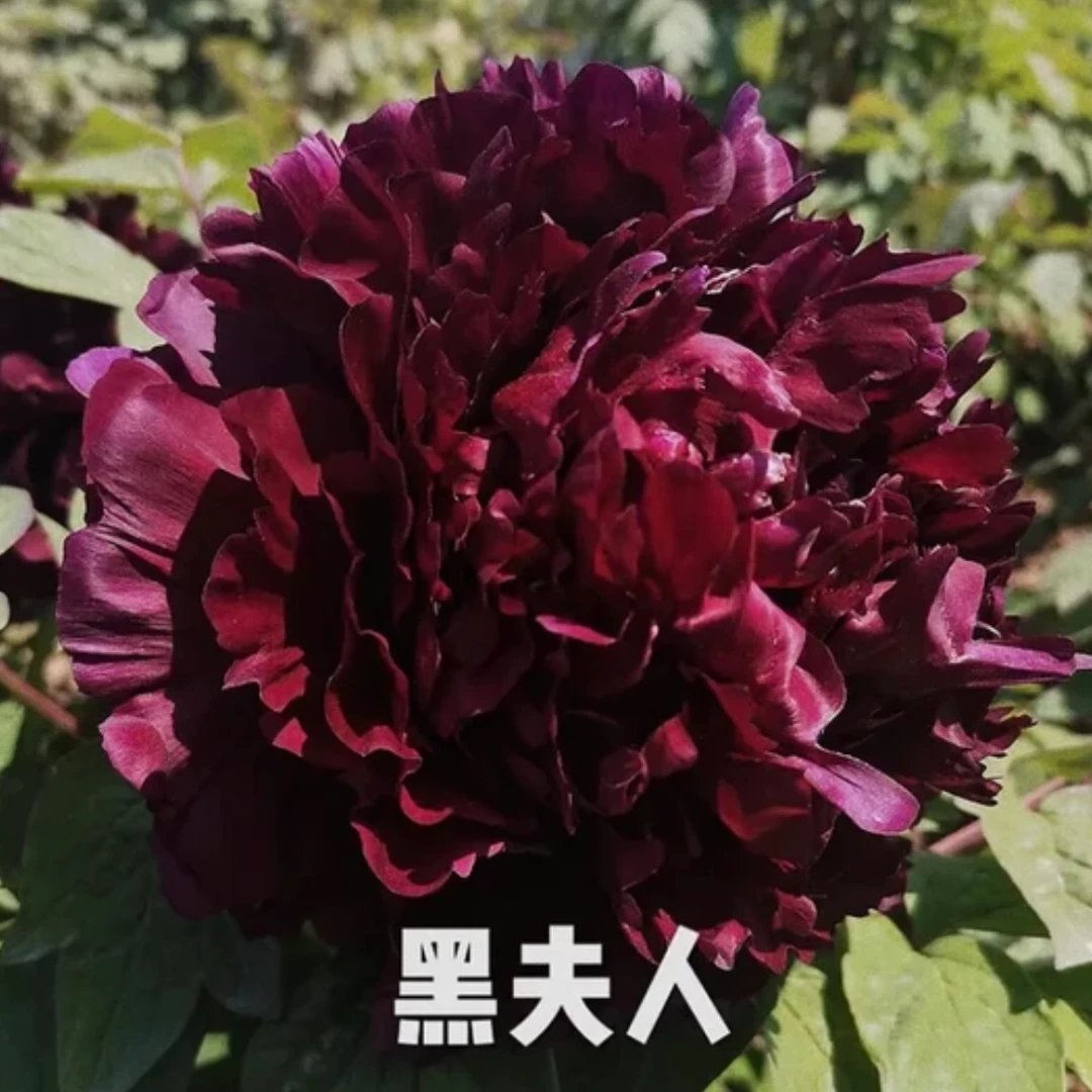 群和【黑夫人】洛阳牡丹花苗大苗盆栽苗（黑色系）重瓣庭院花卉