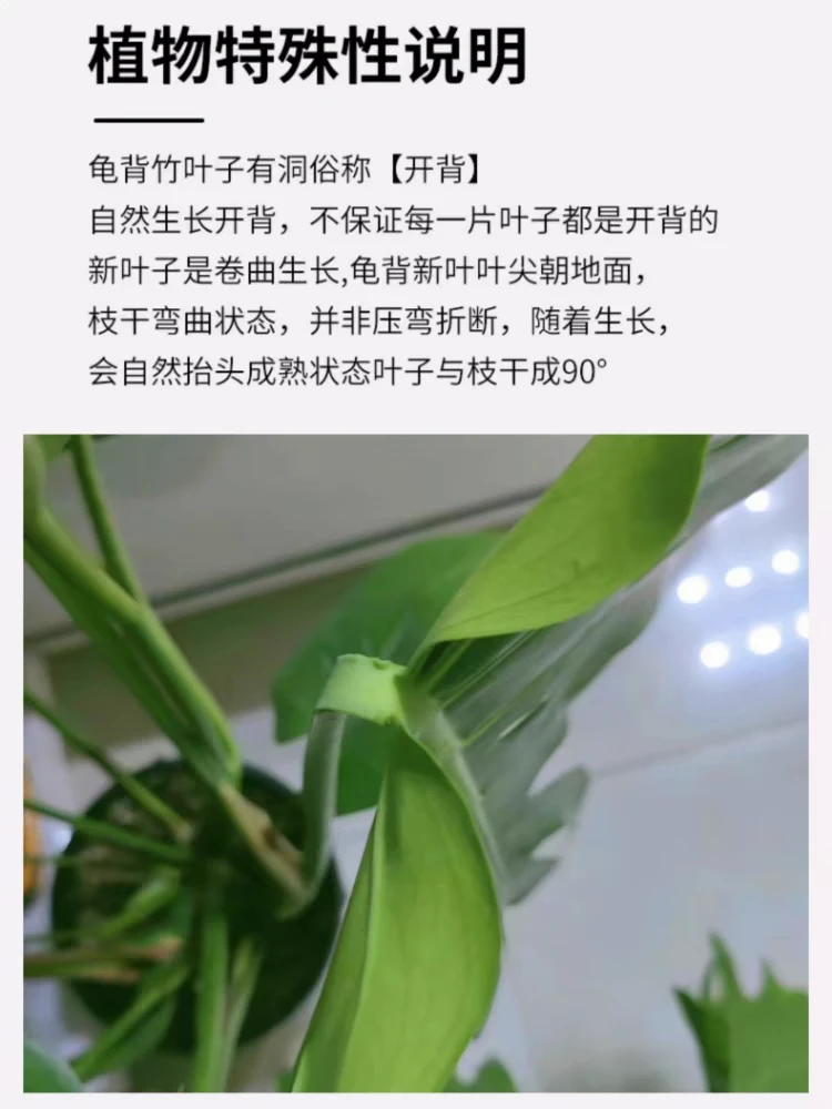 龟背竹盆栽客厅大型绿植物室内四季常青富贵竹花卉好养摆放