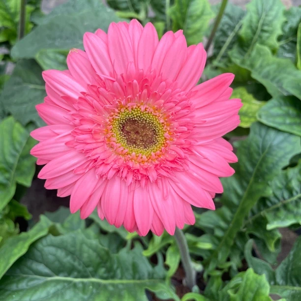 非洲菊扶郎花（法莱伦斯）盆栽多年生四季开花耐热室内阳台好养花卉