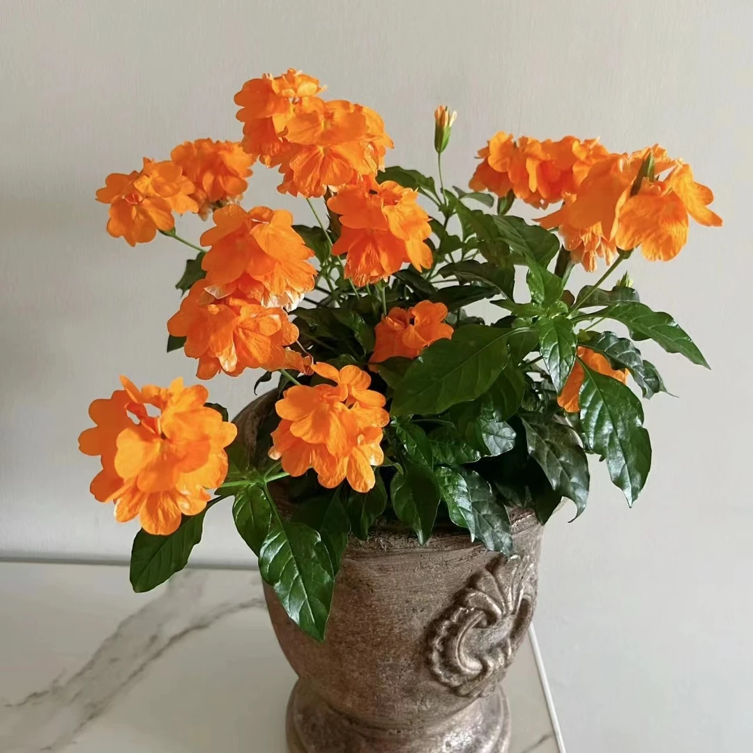 【鸟尾花】盆栽多年生净化空气植物庭院阳台耐热好养花卉观花植物