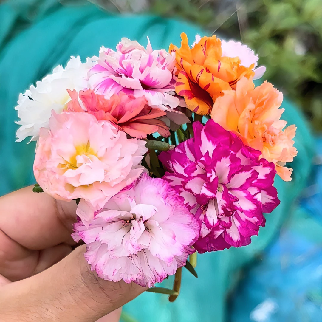 重瓣太阳花（福利）手工春季懒人扦插生根耐旱成活养护