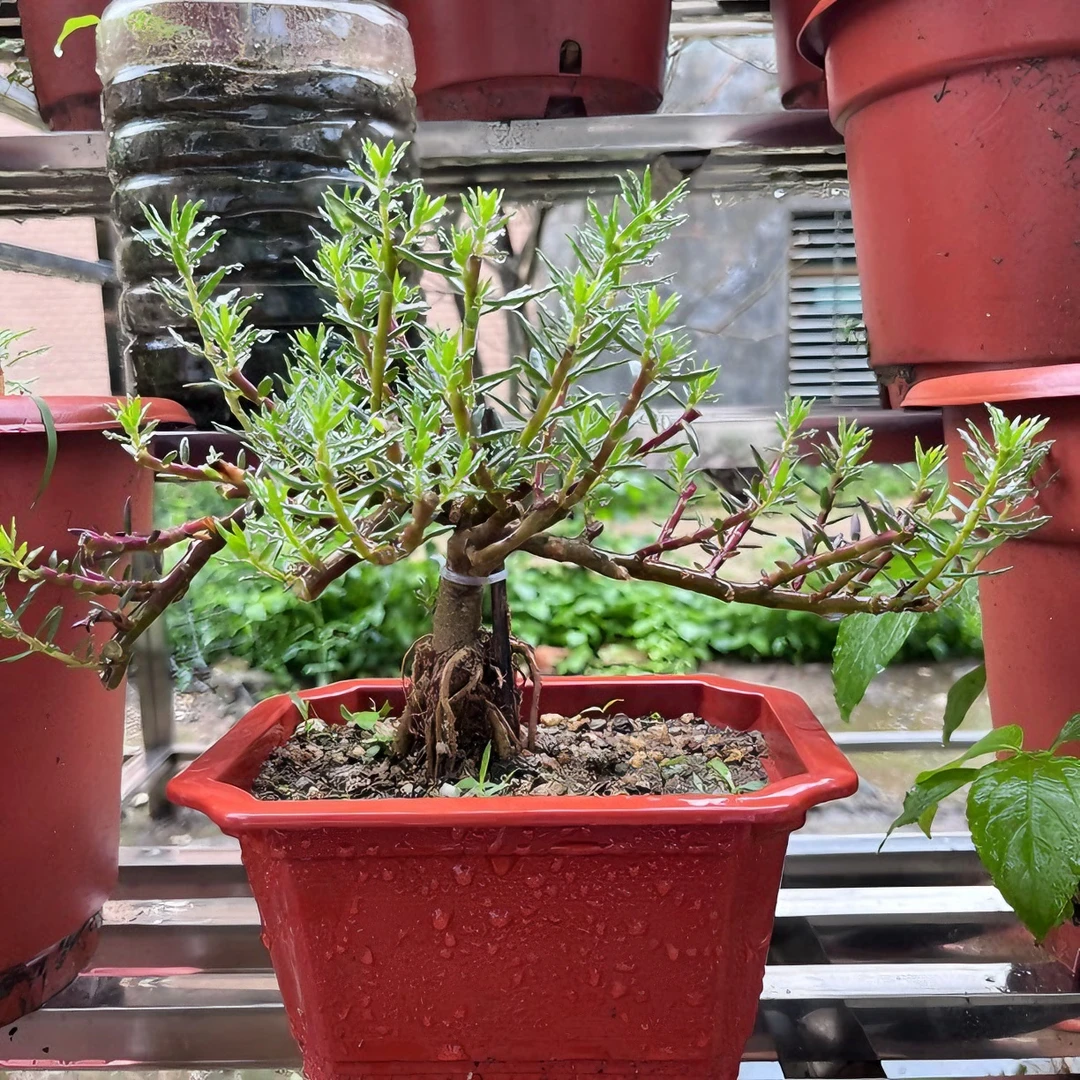 宿根重瓣太阳花玫红王老桩秋季美观开花发货土壤种植发芽养活枝条