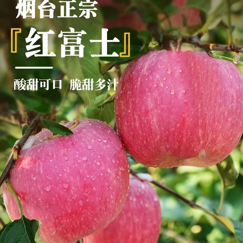 山东烟台红富士苹果产地直发新鲜脆甜中大果7-11颗净重4.5-5斤L