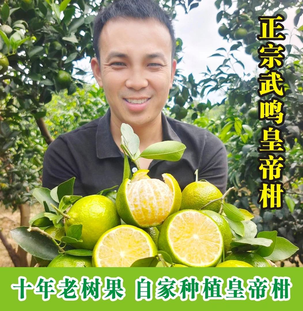 【坏果包赔】 广西武鸣皇帝柑橘子桔子当季水果脆甜无酸新鲜采摘