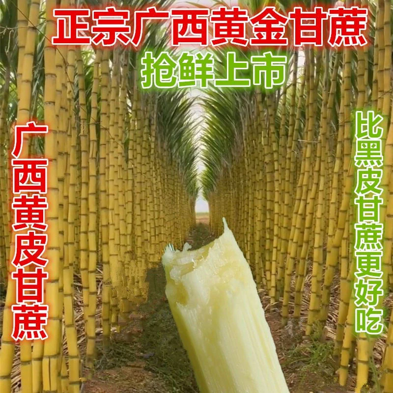 果农直发正宗广西黄皮甘蔗黄金甘蔗绿皮甘蔗青皮水果陶山云南甘蔗