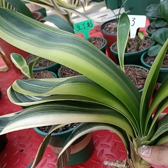 特色君子兰花卉小苗
