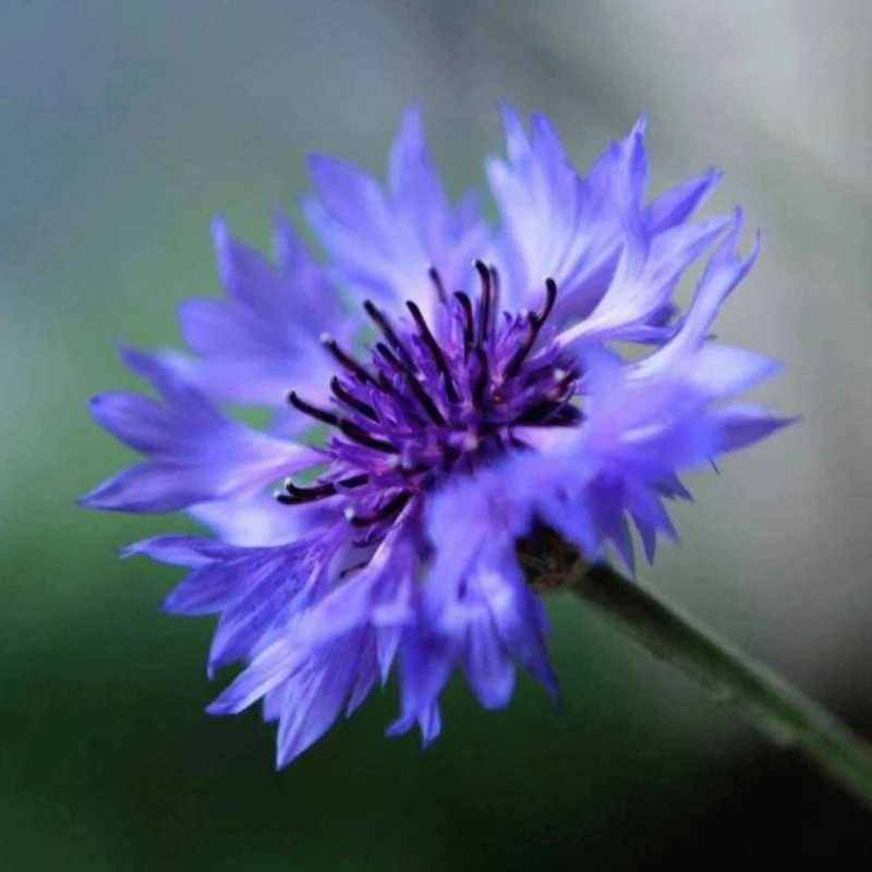 矢车菊花卉盆栽苗 蓝芙蓉 翠兰 荔枝菊 阳台庭院观赏花卉绿植盆栽