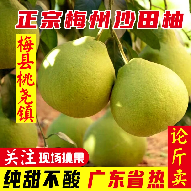 论斤卖广东正宗梅州沙田柚桃尧柚子梅县金柚