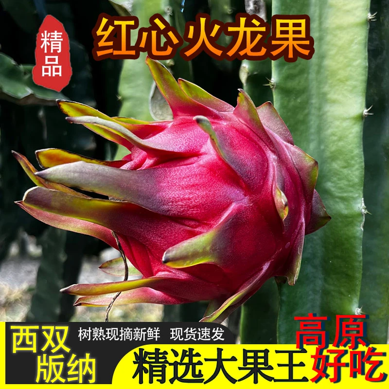 -金都一号红心火龙果云南版纳百亩果园直发4.5斤大果新鲜清甜现摘