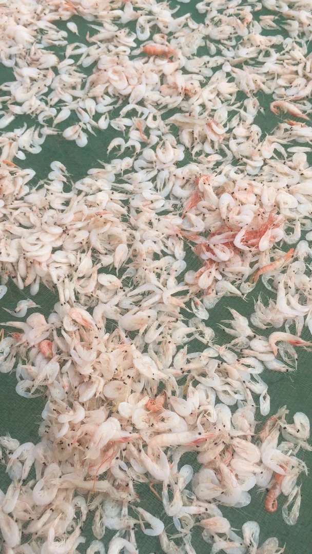 南日岛小虾米好吃500克