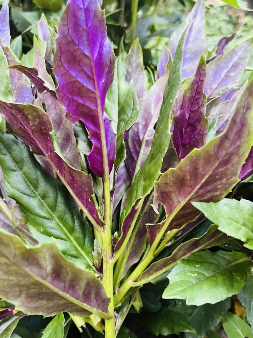 农家自种露天雪皮菜