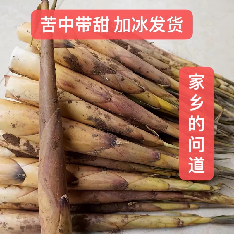 四川露天自然生长苦竹笋（带壳发货）