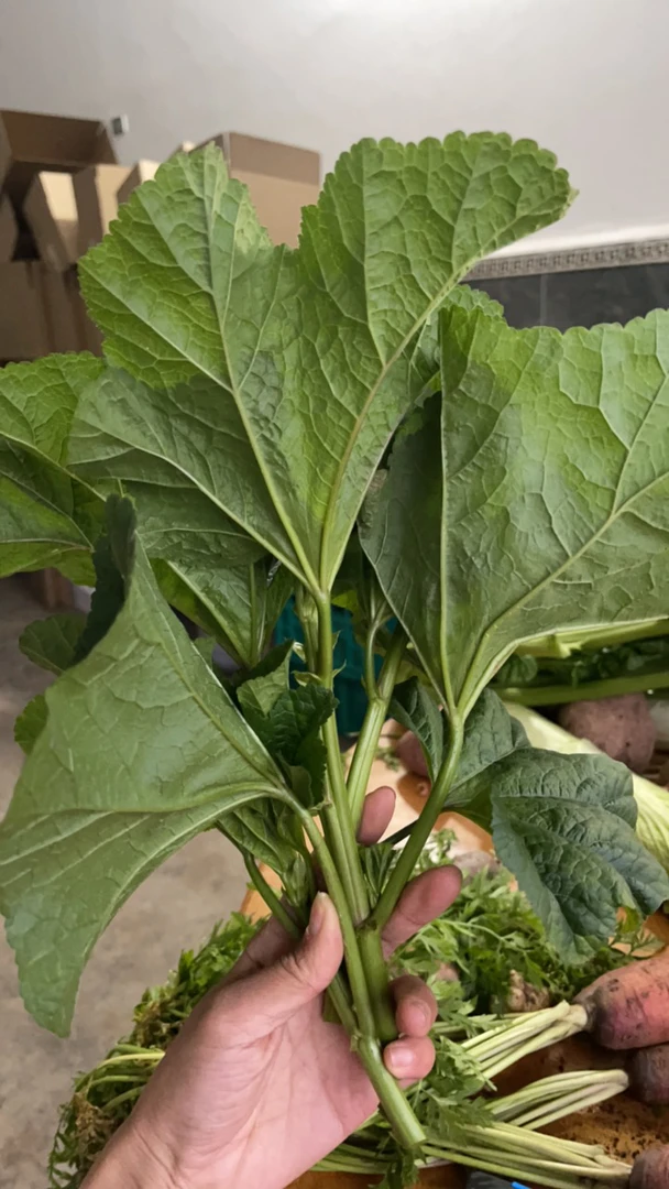 农家自种露天蔬菜 冬寒菜