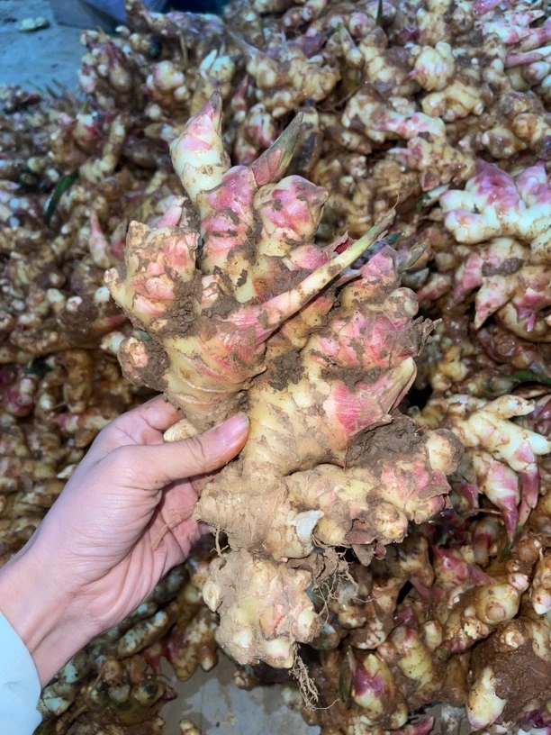 云南小黄姜 红牙嫩姜 适合做泡姜