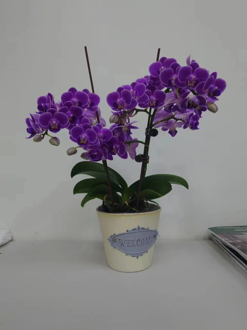 【紫鸳】3.5寸Phal.reyoung ultra Violet湾区带签稀有品蝴蝶兰