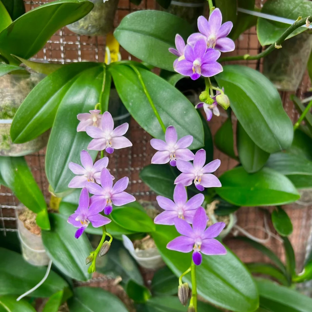 【紫马丁】稀有品种蝴蝶兰带花剑4.5寸刚升杯