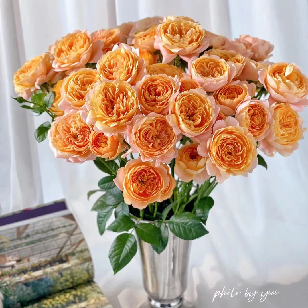 【]大盆橙色大花果香勤花月季月季花玫瑰鲜花室外花卉栽好养活