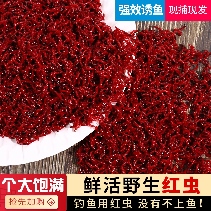 中通红虫活饵特大号鲫鲤草鳊黄辣丁黑坑饵料窝料喂鱼鲜活拉饵蚯蚓