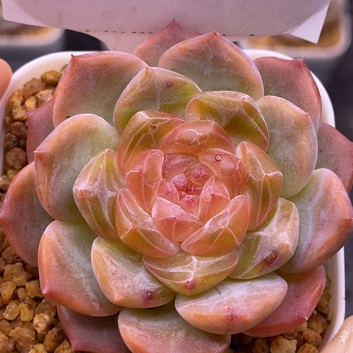 【闪购商品】05-136