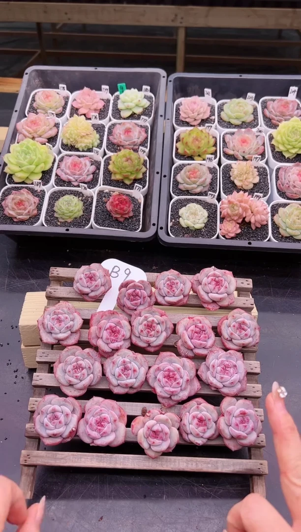 【闪购商品】B9一颗单头腮红星影 有心