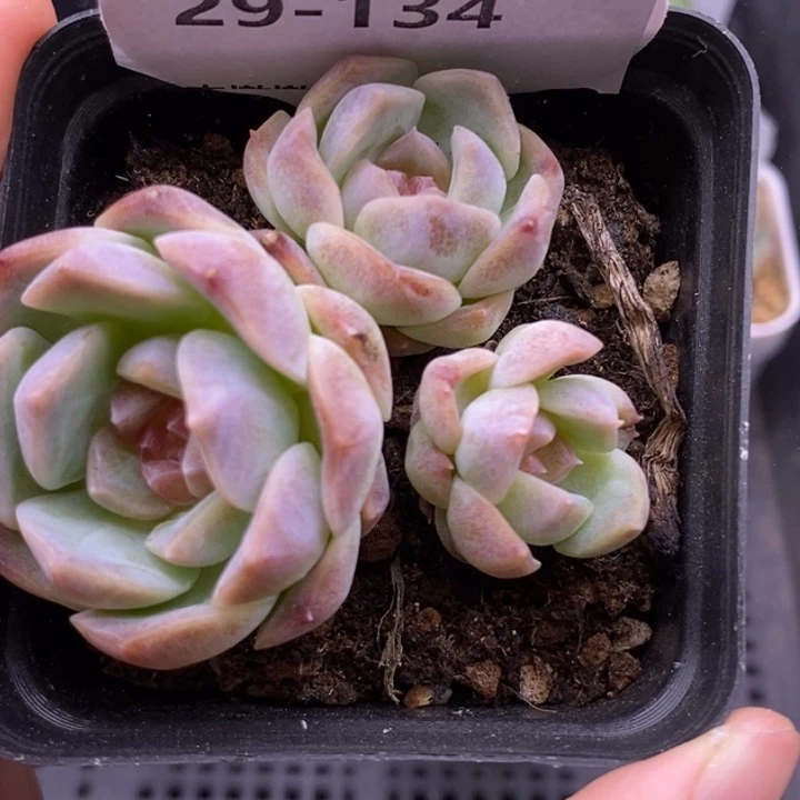 【闪购商品】29-134梦幻泡影