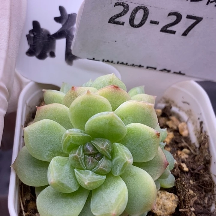 【闪购商品】20-27蜡像