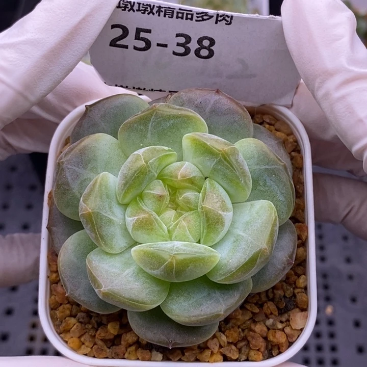【闪购商品】25-38