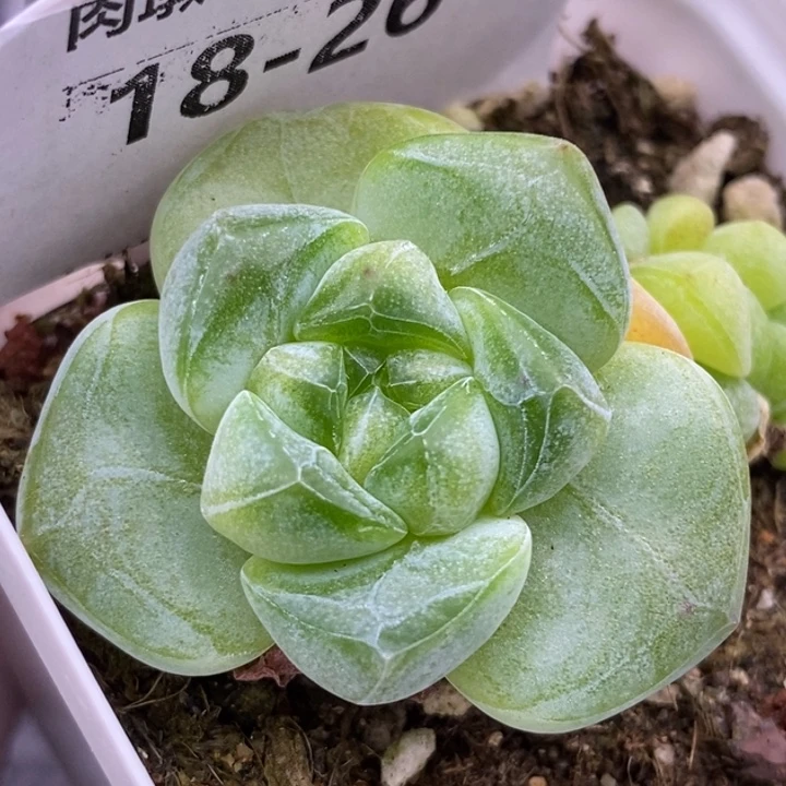 【闪购商品】18-26