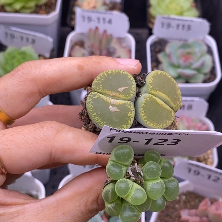 【闪购商品】木**歌19-123