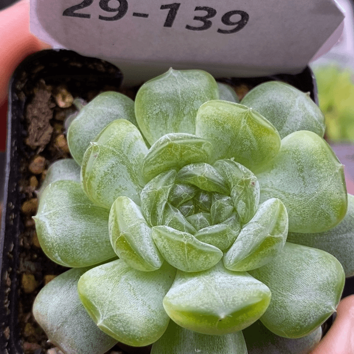【闪购商品】29-139白恋