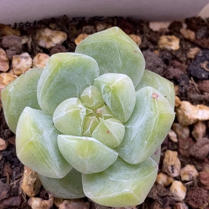 【闪购商品】26-36白泽