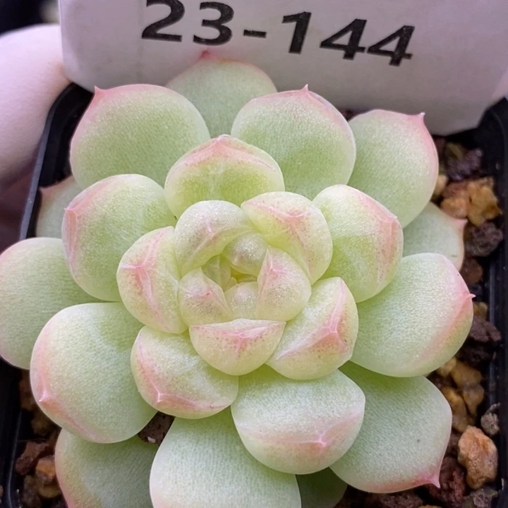 【闪购商品】23-144