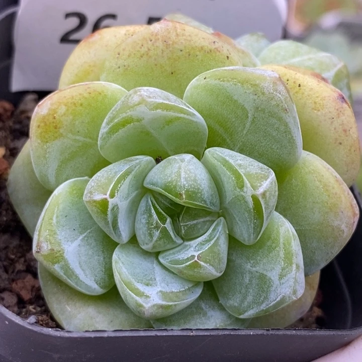 【闪购商品】26-59