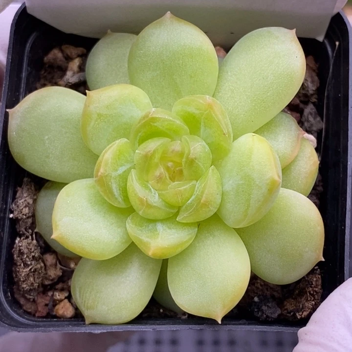 【闪购商品】19-32琴心