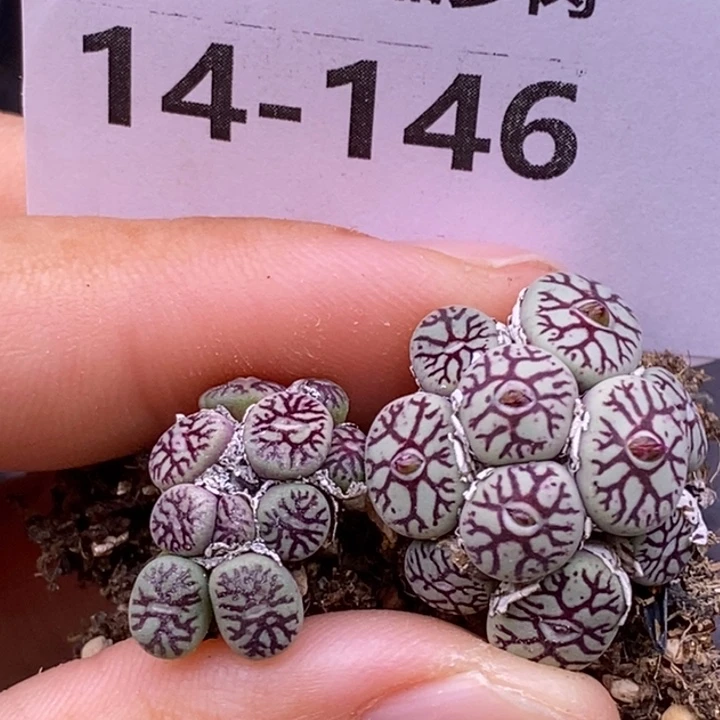 【闪购商品】?*黑14-146