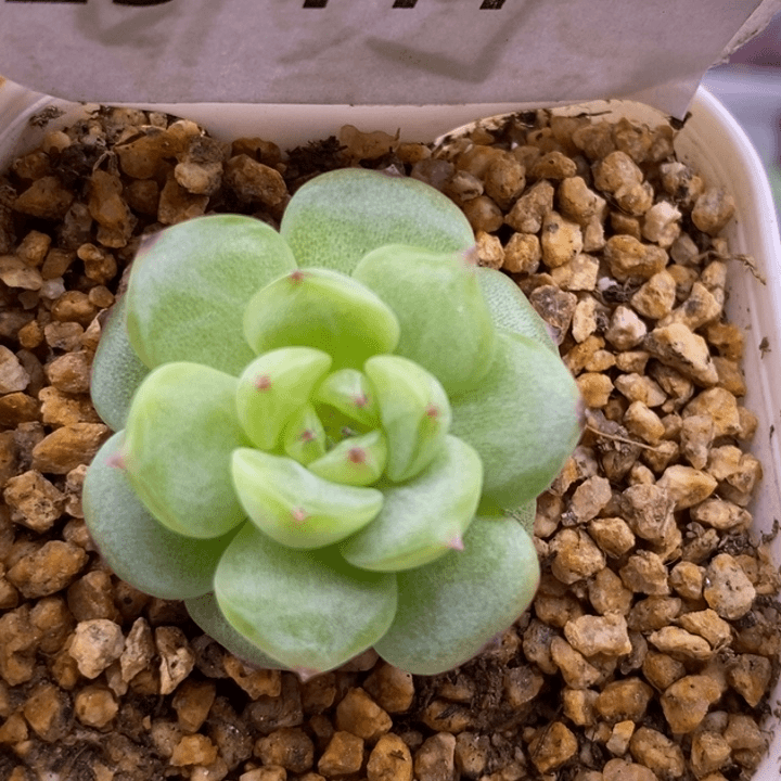 【闪购商品】29-111寒绯