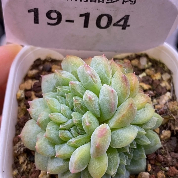 【闪购商品】19-104阿甘